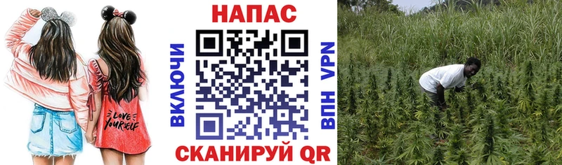 Бошки марихуана конопля Дедовск